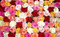 Фотография продукта  Гумат Калия Agro для роз