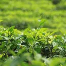 Цены на индийский чай могут повыситься из-за коронавируса и засухи