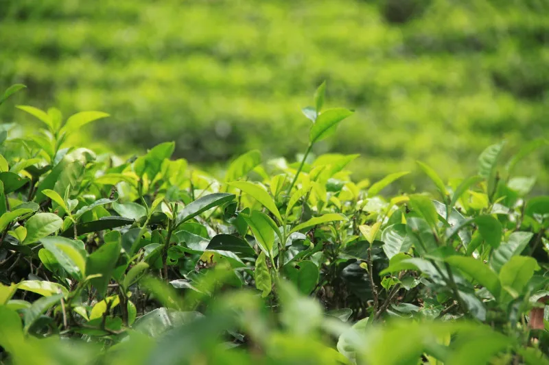 Цены на индийский чай могут повыситься из-за коронавируса и засухи