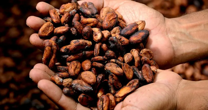 Cargill завершил модернизацию завода по переработке какао в Кот-д'Ивуар