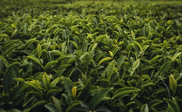 Индия наращивает экспорт чая