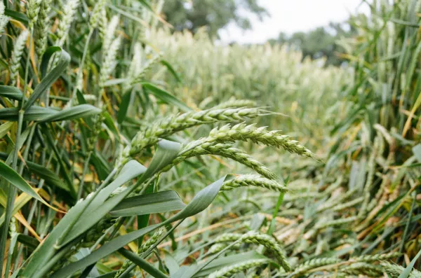 Ростовский фермер начал производство сока из корней пшеницы